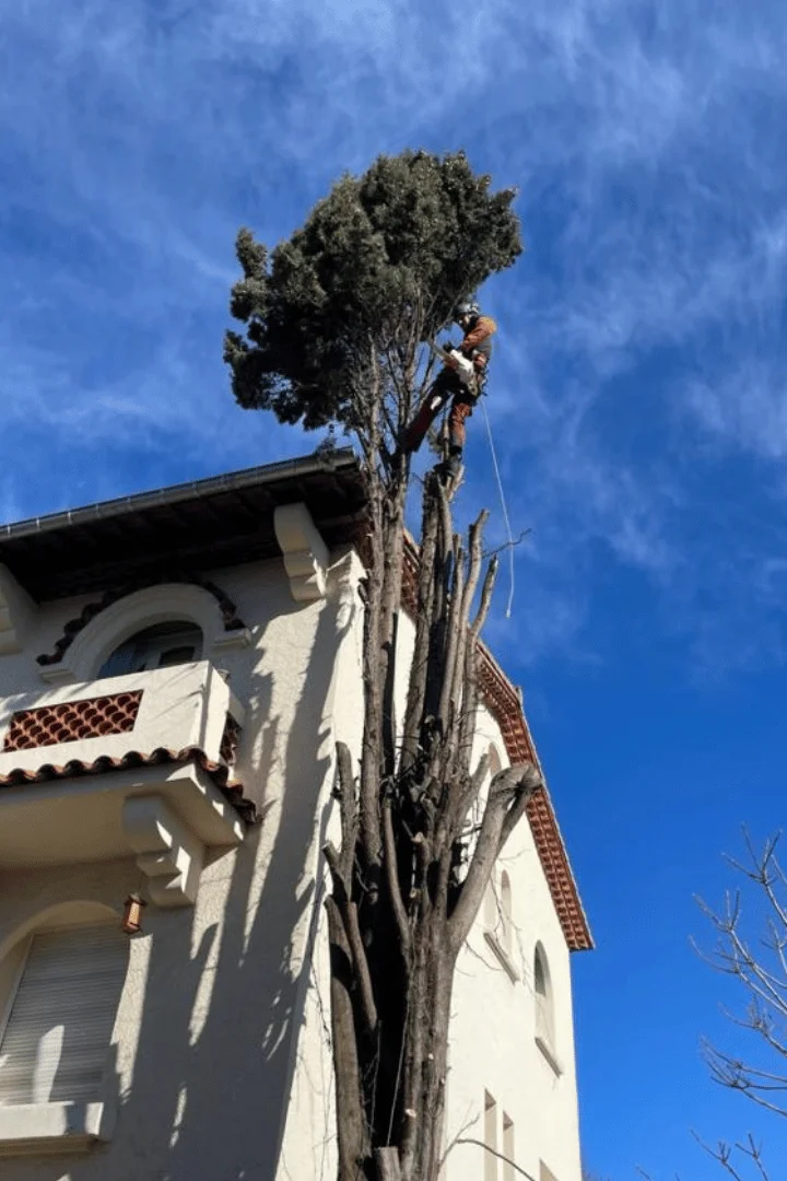 Elagage d'un Pin a proximité d'une habitation a Montpellier