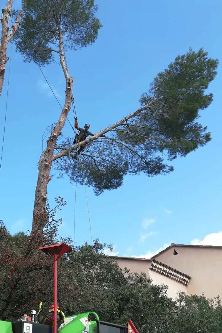 Elagage d'un Pin dans la banlieue Montpellieraine